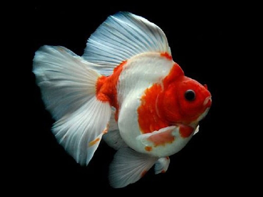 Gold Fish Jigsaw Puzzle Games