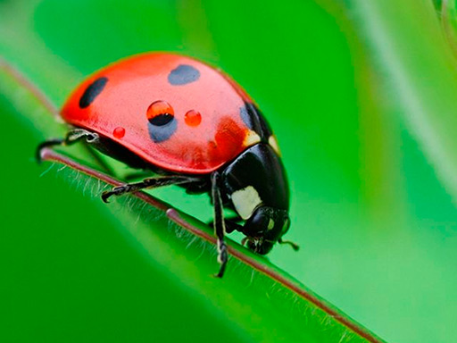 Ladybug Match3 Games