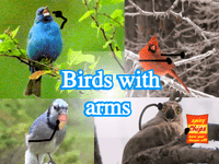 今すぐ鳥ですが、腕をプレイ -  :xxx - :yyyゲームスクリーンショット