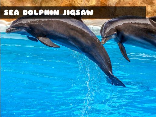 Sea Dolphin Jigsaw Games