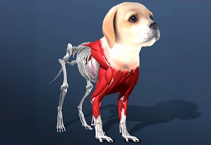 Idle Pet gameplay screenshot