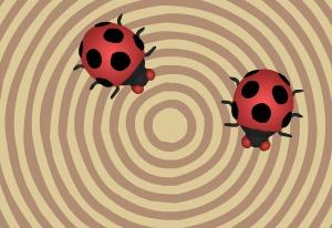 Play Crazy Ladybugs Now -  :xxx - :yyy Game Screenshot