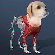 Idle Pet – Create cell by cell gameplay screenshot