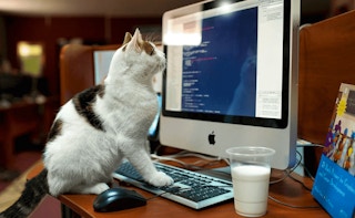 Cat Memory Match - Free animal Game Like Macaco