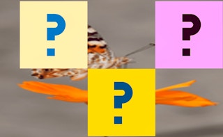 Butterfly Memory Match - Free animal Game Like Mono