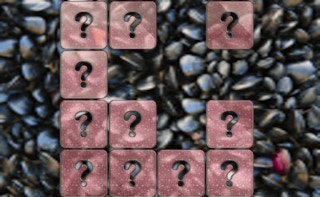 Clam Memory Match - Free memory Game Like Memorix