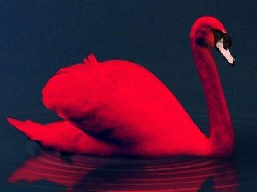 Love Birds Puzzle Games