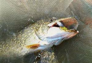 العب Fishing: Hunting For Trophy الآن